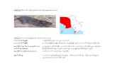 ြမကက်ငယ် (Bandicota bengalensis)ppdmyanmar.org/wp-content/uploads/2018/03/Rodent-Pest... · 2019-08-23 · ြမကက်ငယ် (Bandicota bengalensis) ြမကက်ငယ်အကာင်းသိကာင်းစရာ