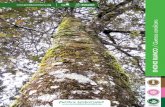 Quercus candicans · familia Fagaceae, es un árbol de 8 a 25 m de altura y con diámetro del tronco de 20 a 80 cm. Corteza color café con grietas irregulares. ÉPOCA DE SIEMBRA