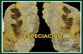 sem08-especiacion- CONCEPTO )TATIVAS . Title: sem08-especiacion Created Date: 9/7/2012 4:47:21 PM