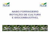 Nabo Forrageiro [Modo de Compatibilidade] · • Variedades disponíveis: AL 1000 e IPR 116 – Paraná • Ensaio de 2005: picos de 1400 kg/há, média 1230 kg/ha com M4média 1230