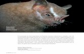 Restauradores - pinhais.ifpr.edu.brEmbrapa Livraria Virtual, 2000 (disponível também em Braile). MIKICH, S. B.; BIANCONI, G. V. ‘Potencializando o papel dos morcegos frugívoros