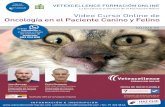 Video Curso Online de Oncología en el Paciente Canino y Felino · 2020-04-16 · El curso está preparado para comenzar en una de las 6 Fechas descritas en la última hoja del folleto.