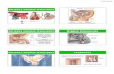 Sistema Genital Masculino · 2017-03-20 · Sistema Genital Masculino Sistema Genital Masculino Órgãos Essenciais •São dois órgãos parenquimatosos produtores de espermatozóides