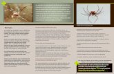 Viúva-amarela (Latrodectus geometricus Aranha-marrom … · 2020-01-22 · Viúva-negra ou ﬂamenguinha e viúva-amarela ou viúva-marrom (Latrodectus spp.) Tem aproximadamente