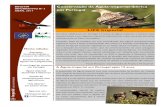 BOLETIM Conservação da Águia-imperial-ibérica ABRIL 2017 em … NL3 ABRIL 17_LIFE Imperial.pdf · LIFE Imperial BOLETIM INFORMATIVO Nº 3 ABRIL 2017 Nesta edição: Ameaças: