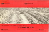 TOMATE - Embrapa · A área de tomate plantada nas serras Úmidas (Baturité e Ibiapaba) , foi de aproximadamente 600 hectares em 1976 e a produção média por hectare foi cerca