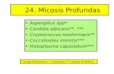 24. Micosis Profundas - WordPress.com · 24. Micosis Profundas • Aspergillus spp* • Candida albicans**, *** • Cryptococcus neoformans** • Coccidioides immitis ... Lesiones