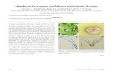 Mancha-de-Cercospora em Melancia no Estado de Roraima · fungus genusCercospora , 1954; Hino & Tokeshi, Some pathogens of cercosporiosis collected in Brazil, 1978). O fungo foi isolado