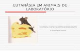 EUTANÁSIA EM ANIMAIS DE LABORATÓRIOfo.usp.br/wp-content/uploads/EUTANASIA_EM-ANIMAIS_DE_LABORA… · eutanÁsia em animais de laboratÓrio ekaterina akimovna botovchenco rivera