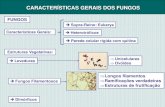 CARACTERÍSTICAS GERAIS DOS FUNGOS€¦ · Formação de Pseudohifas Teste de Patogenicidade: Tubo germinativo formado em soro por Candidaalbicans. CARACTERÍSTICAS GERAIS DOS FUNGOS