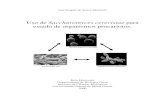 Uso de Saccharomyces cerevisiae para estudo de organismos ...livros01.livrosgratis.com.br/cp056961.pdf · 1.4 Saccharomyces cerevisiae no estudo de organismos procariotos 18 2. Objetivos