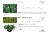 sandrarochebouet.files.wordpress.com€¦  · Web view- Plantas – - Aromáticas- Cebolinha. Allium schoenoprasum . sol/meio sol perene 30 cm rosa pálido. Período de Floração: