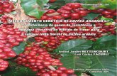 MELHORAMENTO GENÉTICO DE COFFEA ARABICA L.: … · RESUMO Progênies F2 das plantas 1, 3 e 4 do híbrido CIFC H 361 (CIFC 971/10 Villa Sarchí x CIFC 832/2 Híbrido de Timor) e populações
