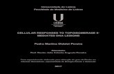 CELLULAR RESPONSES TO TOPOISOMERASE II- MEDIATED DNA ... · Universidade de Lisboa Faculdade de Medicina de Lisboa CELLULAR RESPONSES TO TOPOISOMERASE II-MEDIATED DNA LESIONS Pedro