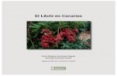 El Litchi en Canarias...El ácaro Aceria litchiies la plaga principal y más grave del litchi. En la actualidad no está presente en Canarias pero sí en La Península, por lo que
