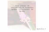 Guia prático de identificação de bromélias epífitas nos ...€¦ · Flor: abril, outubro, novembro, dezembro Fruto: janeiro, outubro, novembro Distribuição geográfica: Bahia