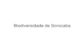 Biodiversidade de Sorocaba€¦ · Garça-branca-Grande(Arde Alba -Linnaeus,1758). Coruja-buraqueira (Athene cunicularia). Irerê(Dendrocygna autumnalis)