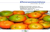 Documentos - EmbrapaTabela 1. Origem das tangerineiras ‘BRSCAI Silvana’ (Citrus sp.), ‘Montenegrina’ e ‘Caí’ (Citrus deliciosa Ten.). ‘BRSCAI Silvana’ ‘Montenegrina’
