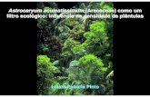 Astrocaryum aculeatissimum (Arecaceae) como um filtro ...ecologia.ib.usp.br/curso/2007/pdf/apresentacoes/10_ppt_liliam.pdf · Polinização Micorrizas + micróbios disponibilidade