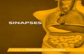 SINAPSES · 2020. 8. 31. · ses neurotransmissores ficam armazenados nas vesículas sinápticas do termi-nal pré-sináptico e são mediadores químicos fundamentais para que ocorra