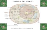 SINALIZAÇÃO CELULAR · FORMAS DE SINALIZAÇÃO CÉLULA-CÉLULA. A sinalização celular pode ser realizada pelo contato direto entre as células ou mediado por moléculas sinalizadoras
