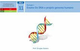 Biologia 1 11 Exame De DNA e projeto genoma humano · Biologia 1 Como é feito o exame de DNA? •Utiliza-se as enzimas de restrição e técnica de eletroforese. •Enzimas de restrição: