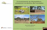 O envolvimento de Phytophthora cinnamomi no declínio dos ...©ACM ©ACM ©ACM ©ACM 2 Em Portugal a morte dos sobreiros é relatada desde 1898 (Veríssimo-d’Almeida) Em 1945 Lopes-Pimentel