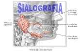 SIALOGRAFIA · Title SIALOGRAFIA Author aluno Created Date 4/8/2016 9:15:14 AM
