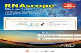 年 月改訂版 RNAscope - cosmobio.co.jp · 3 PERMEABILIZE 適用サンプルとキットラインナップ RNAscope® Assayは幅広いアプリケーションに対応しております。