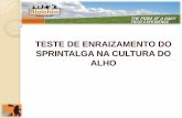 TESTE DE ENRAIZAMENTO DO SPRINTALGA NA CULTURA DO ALHOtamaso.com.br/biolchim/.../10/rpetrabalhoemalhomg.pdf · O uso do enraizador na cultura do alho se mostrou muito eficiente na