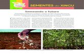 Julho / 2012 SAIBA MAIS SOBRE A REDE DE SEMENTES DO …sementesdoxingu.org.br/.../11/boletim_rede_final.pdf · publicada em dezembro de 2011, que regulamenta a produção, comercia-lização