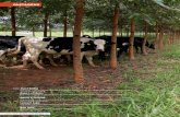 pastagens - Embrapa · junho | 2013 | REVISTA LEITE INTEGRAL | 16Planejamento da arborização de pastagens para produção de leite - Parte I pastagens Introdução O sistema de