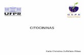 CITOCININAS - gepe.ufpr.br CITOCININAS.pdf · 1955 – CINETINA (promoção da divisão celular na medula de caules de tabaco) 1964 - ZEATINA CITOCININA = HORMÔNIO DA JUVENILIDADE