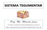Sistema tegumentar - Webnode.com.br · Title: Sistema tegumentar Author: MARCELO Created Date: 10/23/2015 11:30:00 AM