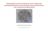 Maturação in vitro do oócito de suíno: efeitos da ...dspace.uevora.pt/rdpc/bitstream/10174/15059/5/5.A... · Desenvolvimento Embrionário: - produção de blastocistos - número