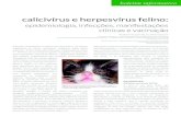 calicivírus e herpesvírus felino · boletim informativo | 2013 Infecções respiratórias em felinos são frequentes e de grande importância na clínica veterinária. Calicivírus