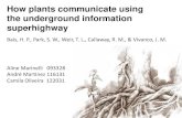 How plants communicate using the underground information ... · fixadoras de nitrogênio e atração de micorrizas vesiculares-arbusculares (Rhizobium sp.) • Diferenças nos flavonoides