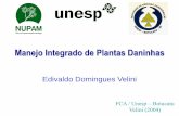 Manejo Integrado de Plantas Daninhas · Manejo Integrado de Plantas Daninhas . Edivaldo Domingues Velini . FCA / Unesp – Botucatu Velini (2004) Manejo Integrado de Pragas . Envolve