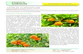 citrus - Pharmácia Cantinho da Terra · edição, 2000. MR, Loizzo et al. Evaluation of Citrus aurantifolia peel and leaves extracts for their chemical composition, antioxidant and