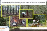 Estratégia para reativação da resina natural Europeia · 2019. 6. 24. · Hegemonia da floresta de rápido crescimento Maior exposição das populações *Clima mediterraneo x