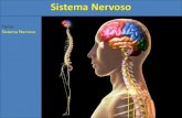 Tema: Sistema Nervoso€¦ · Sistema Nervoso 3) Sistema nervoso central (SNC) a) Encéfalo Possui cerca de 1,4 kg nos adultos Está localizado na caixa craniana Dividido em 3 partes: