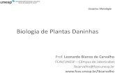 Biologia de Plantas Daninhas - Unesp · 2017. 3. 17. · corda-de-viola (Ipomoea spp.) – planta daninha usada em ornamentação de casas . Plantas “daninhas” usadas na alimentação
