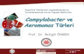 Campylobacter ve Aeromonas Türleri · 2012. 5. 4. · Aeromonas Türleri • gastroenterit • septisemi (öz. immünyetersiz kiilerde) • deri ve yumuak doku inf. • intra-abdominal