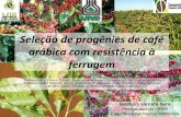 Melhoramento Genético de Café - Portal EmbrapaMédias de produção em sacas beneficiadas por hectare e vigor vegetativo nos municípios de Congonhinhas e Itaguajé (Paraná, Brasil),