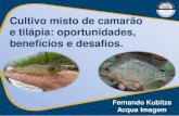 Cultivo misto de camarão e tilápia: oportunidades ...Uso integrado da água –piscicultura em canais e reservatórios que servem à irrigação. Outras espécies (peixes): menor