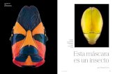 Esta máscara es un insecto - Pascal Goet€¦ · (Catacanthus sp). A la derecha, Aureus (Anoplognathus aureus). Esta máscara es un insecto por Pascal Goet FOTOENSAYO DOCUMENTOS.