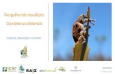 Gorgulho-do-eucalipto Gonipterus platensis · 8.1 - Elaborar manual de boas práticas com informação relativa à identificação da praga e aplicação dos meios de luta 8.2 - Produzir