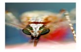 48-52 Malaria 153 · 2015. 5. 12. · cimento orquestrado desperta interesse clínico. Em estudo a ser publicado no Open Parasitology Journal, Piero Bag-naresi, da equipe do IBUSP,