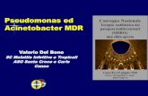 Pseudomonas ed Acinetobacter MDR · 2018. 6. 27. · Pseudo: ceppi MDR ceftolozano/tzb o ceftazidime/AVB, in prospettiva cefiderocol MBL colistina HD, in prospettiva aztreonam/AVB