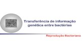 Transferência de informação genética entre bactérias · Conjugação Transdução Transformação. Transferência de plasmídeos por pontes citoplasmáticas Absorção de fragmentos